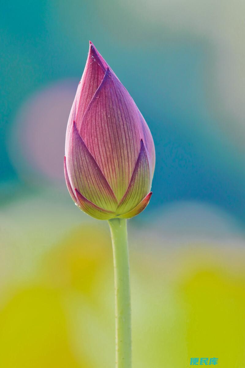 花蕾与花蕊的区别（解释花蕾和花蕊在植物生长中的区别）