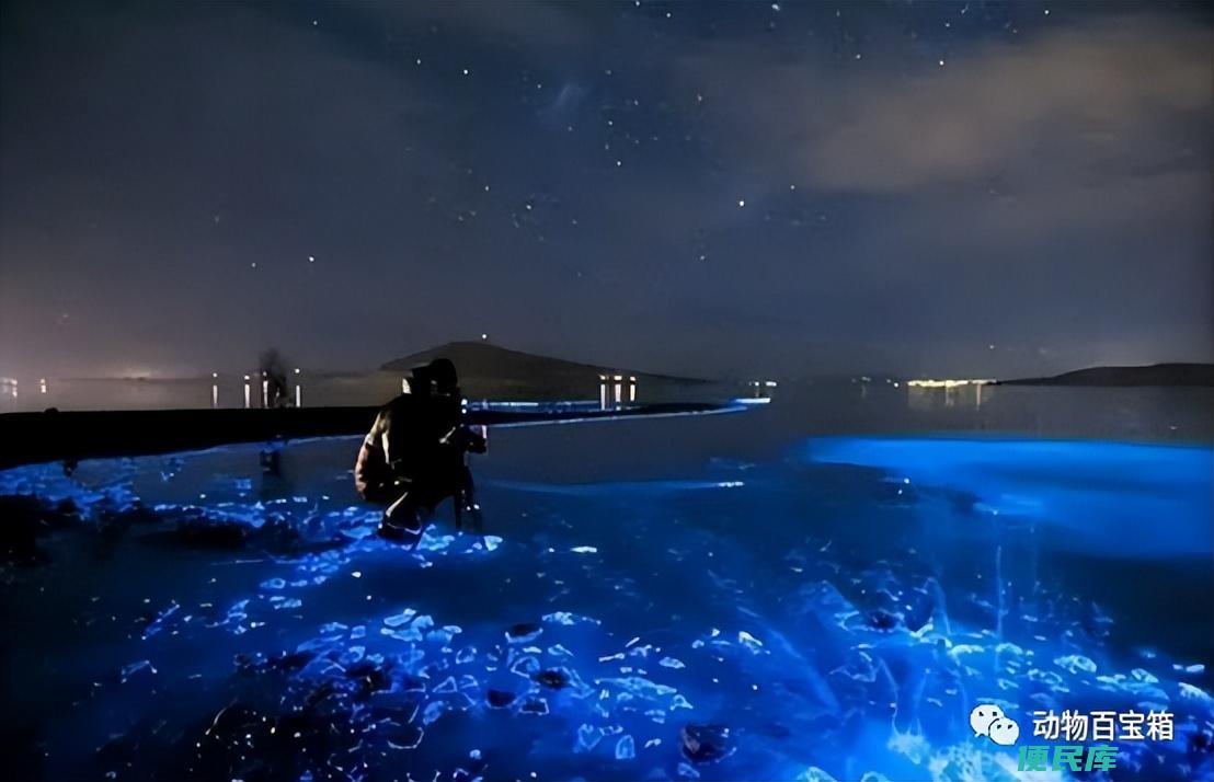 蓝眼泪是什么东西（厦门海洋出现蓝眼泪是因为海水污染吗）