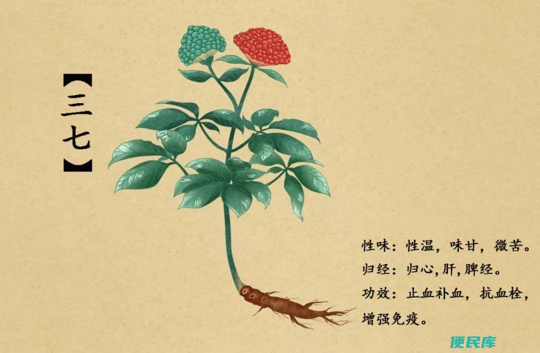 何首乌制成的注意事项及效果评价（<font color='#ff7200'>药用</font>植物文献研究）