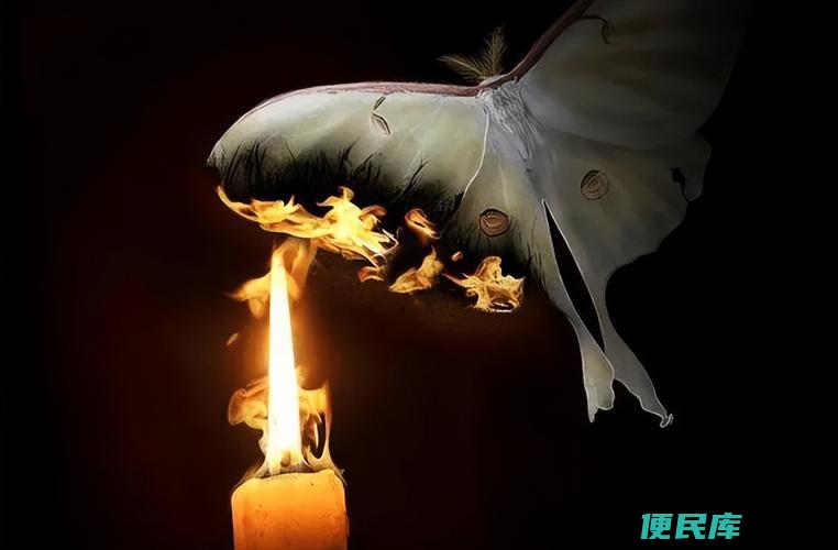 飞蛾为何会扑火的原因（解释飞蛾扑火的意义）