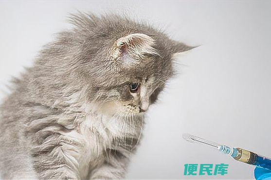 猫需要接种几针疫苗（了解猫咪接种疫苗的次数）