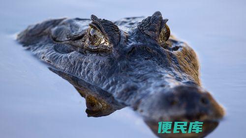 鳄鱼的眼泪什么意思（鳄鱼的眼泪是否有特殊含义）