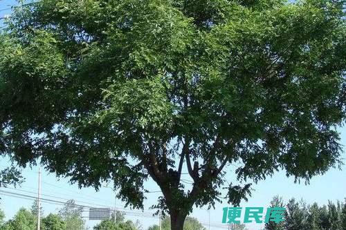 槐树何时开花（槐树花期详解）