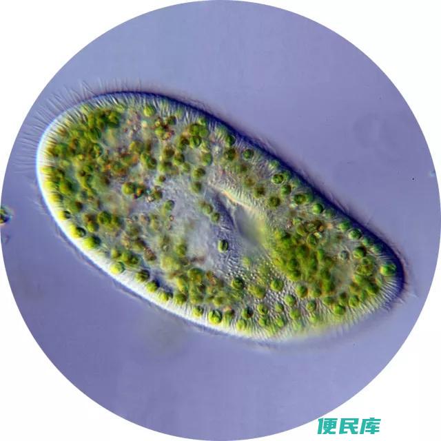 草履虫是动物吗（我们<font color='#ff7200'>肉眼</font>看不见的草履虫是植物还是动物）