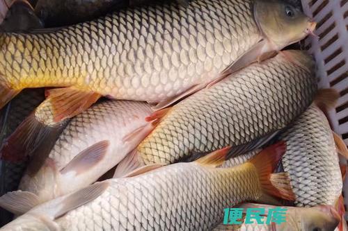 鲤鱼爱吃的料理风味（选择鲤鱼喜欢的口味饵料）