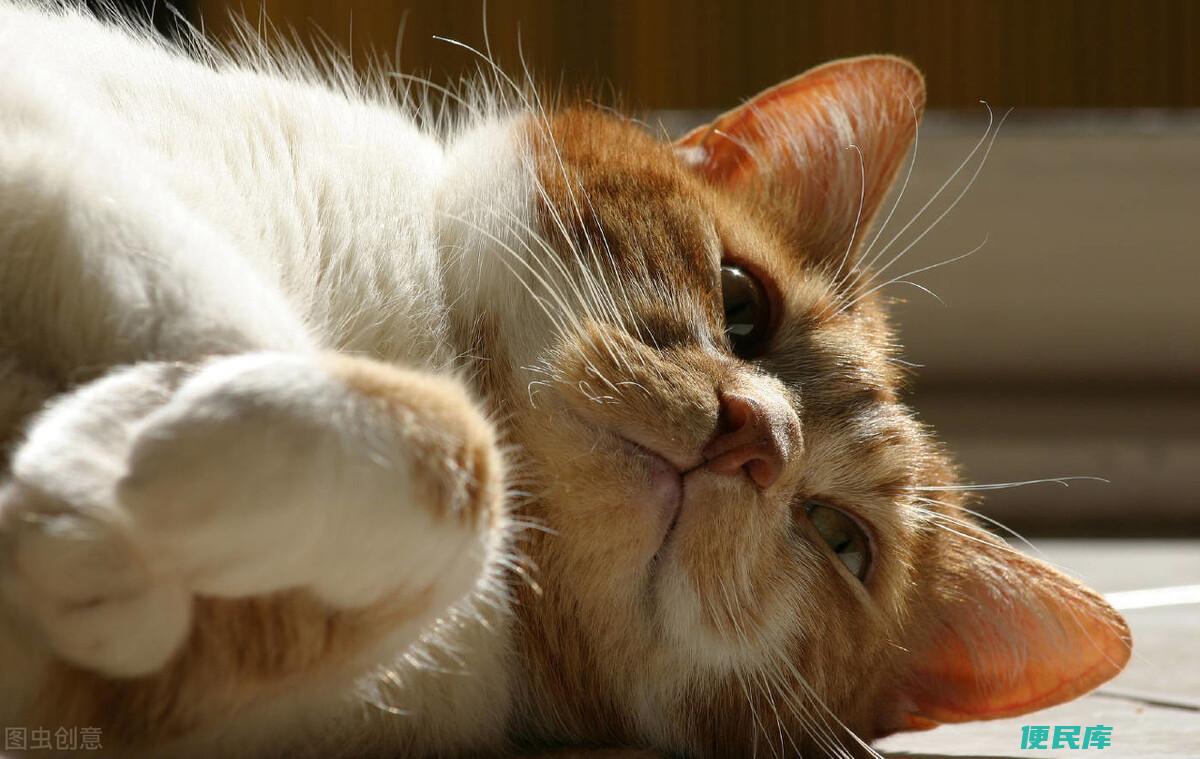 猫咪结膜炎的症状有哪些（猫咪得了结膜炎该怎么治疗）