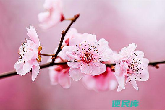 桃花开放的季节是哪个（了解桃花盛开的季节）