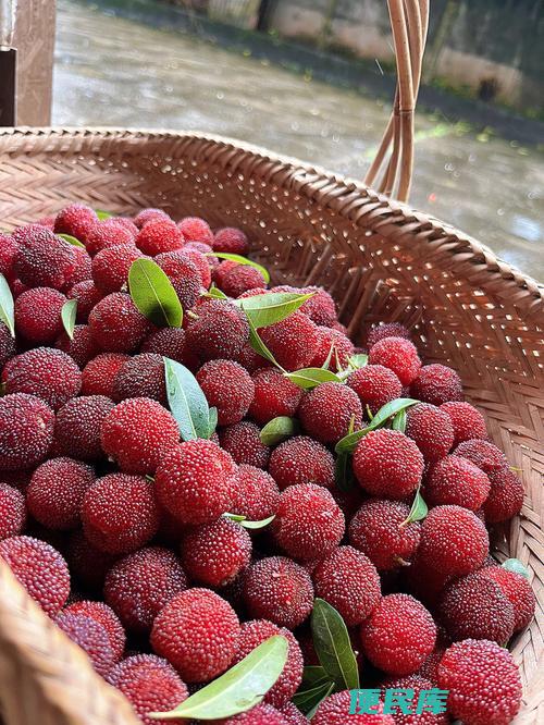 杨梅什么季节成熟（介绍杨梅的成熟季节和采摘时间）