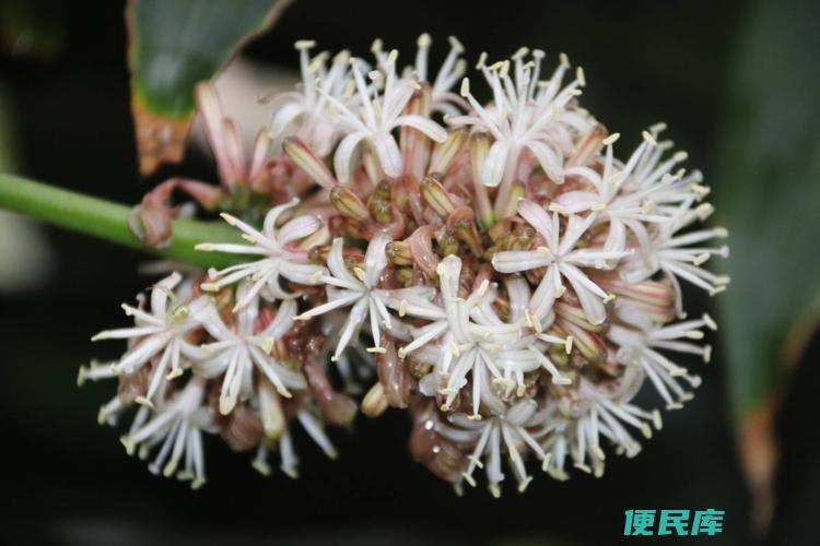 香龙血树开花预示什么（解读香龙血树开花的预兆）