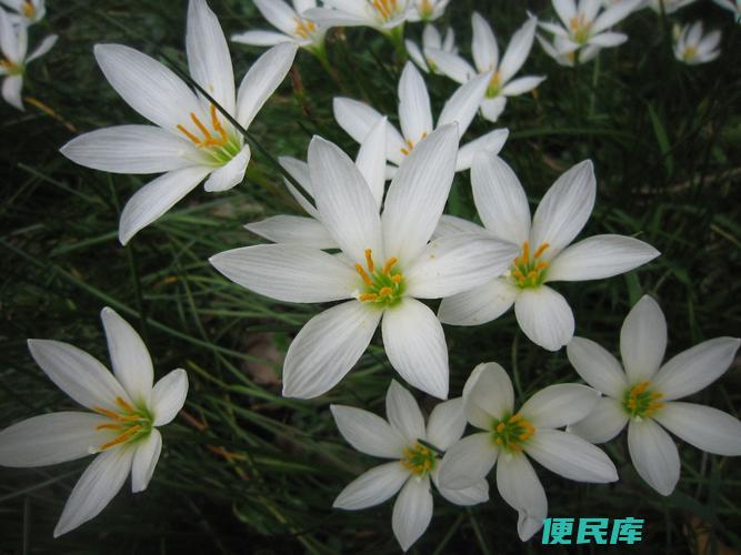 葱兰一年开花几次（探究葱兰每年开花的次数）