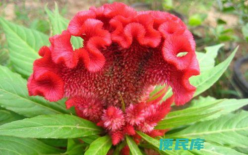 鸡冠花种植时间和方法