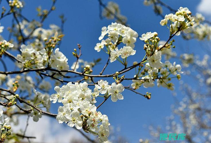 梨花什么时候开（梨树何时绽放花朵）