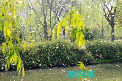 柳絮飘落的季节（介绍柳絮开始飘落的时间）