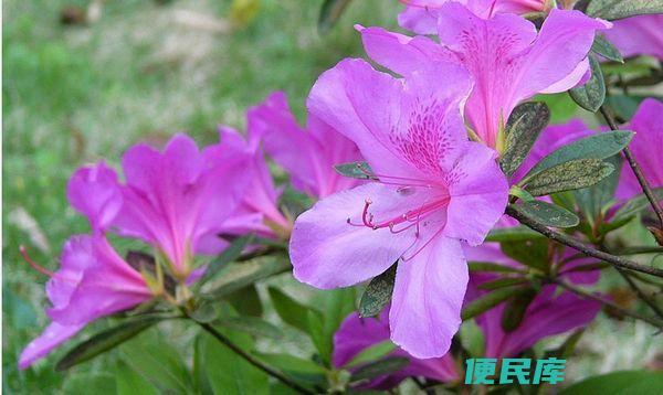 西施花是什么花（揭示花中西施的真正身份）