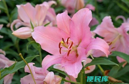 百合花所代表的花语（解释百合花在花语中的具体含义和象征）