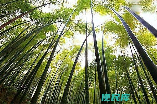 蜀南竹海旅游攻略指南（提供蜀南竹海旅游的攻略和建议）