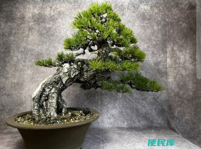 黑松的风水寓意与象征（解析黑松在风水学中的寓意和象征意义）
