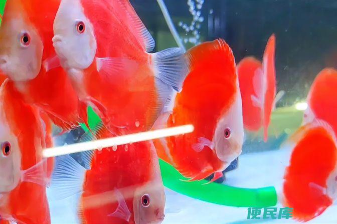 新鱼入缸喂食指南（教你新鱼入缸后多久开始喂食）