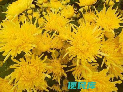 金丝皇菊的保健功效（金丝皇菊的<font color='#ff7200'>药用</font>价值和保健功效介绍）