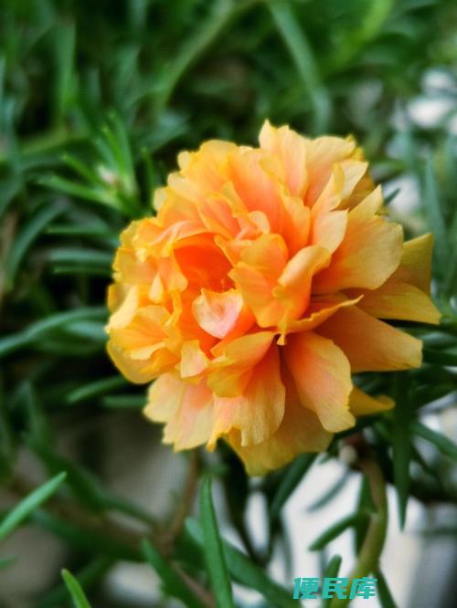 太阳花怎么种（种植太阳花的步骤分享）