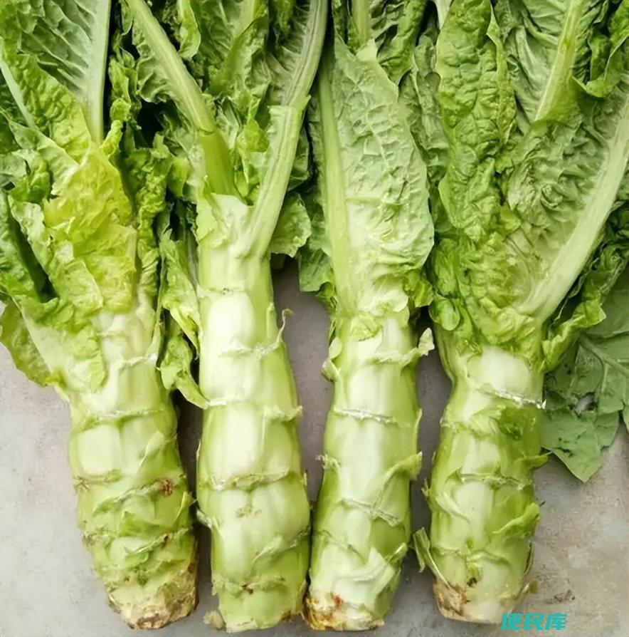 贡菜和莴笋的区别和联系（贡菜是怎么做的为什么叫贡菜）