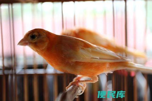适宜饲料供应玉鸟 (推荐适合玉鸟的饲料种类)