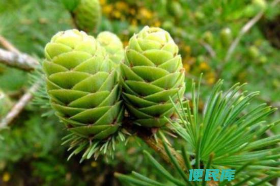 裸子植物是否能开花（裸子植物会开花吗）