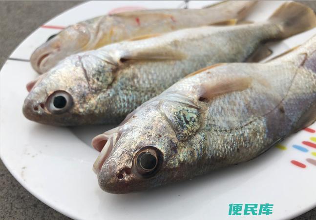 黄姑鱼和黄花鱼的区别（3种经常用来冒充黄花鱼的鱼类）