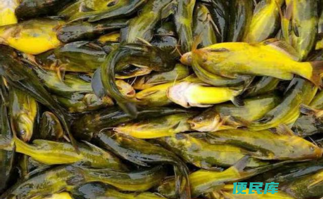黄辣丁的大杀器（黄辣丁最佳打窝法揭秘）