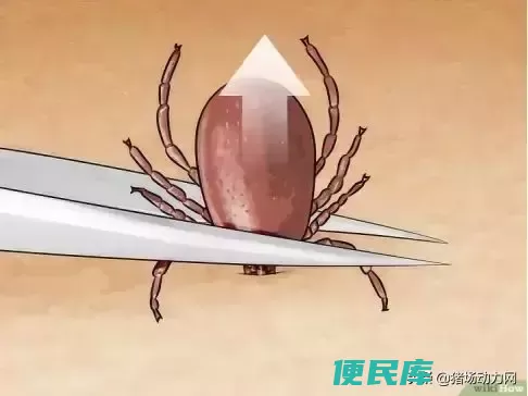 蜱虫怎么去除最有效（如何杀死叮咬在皮肤上的蜱虫）