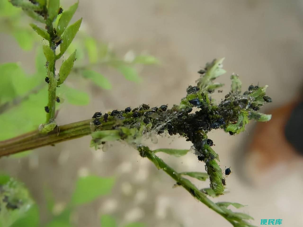 猫草是哪种植物的种子（介绍猫草的来源和作用）