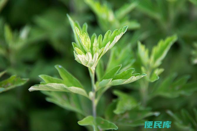 蕲艾的功效与作用（介绍蕲艾的药物作用和食疗效果）