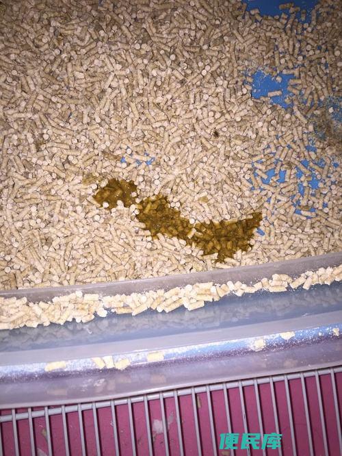 猫咪拉稀原因及处理（解析猫咪拉稀的原因和处理方法）
