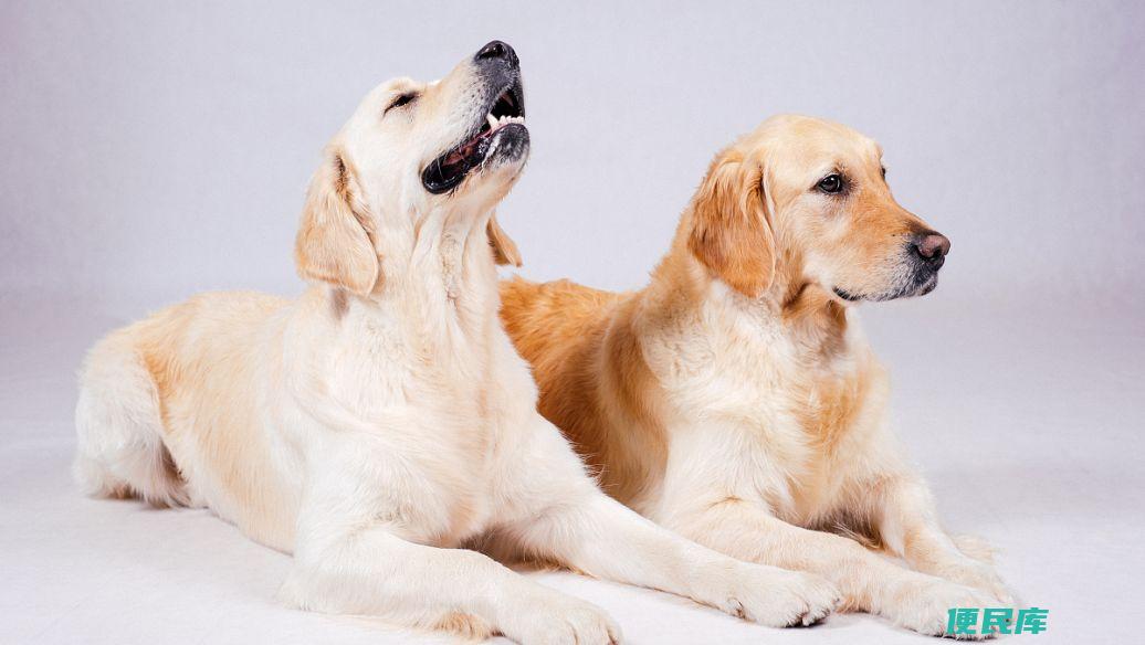 金毛智商排名第几（金毛犬的智商排名及特点）