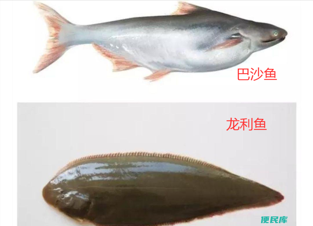 巴沙鱼和龙利鱼的区别（巴沙鱼和龙利鱼怎么区分）