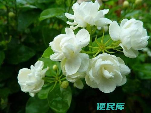 茉莉花何时开花（了解茉莉花的开花季节）