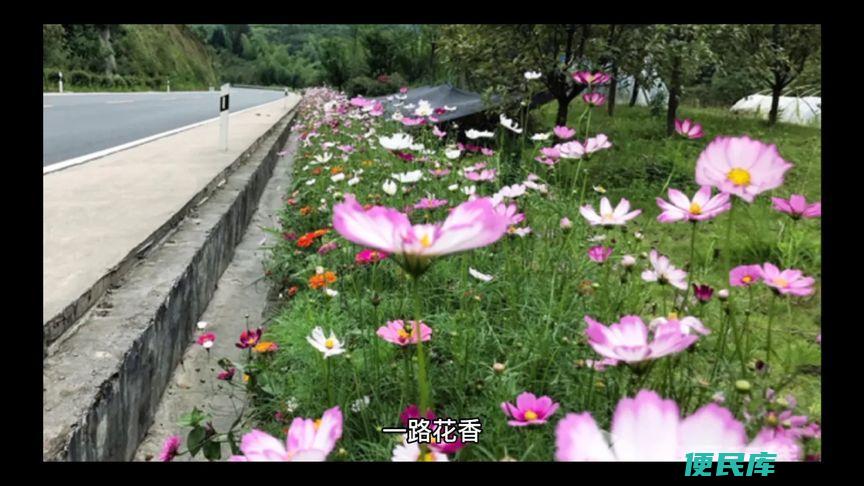 一路生花寓意是什么（一路生花的含义和寓意）