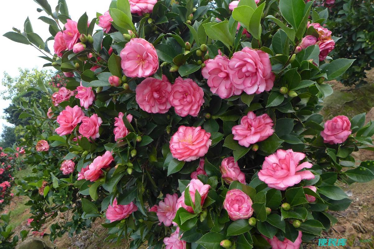四季茶花养殖方法和注意事项（打造四季盛开的茶花花园）