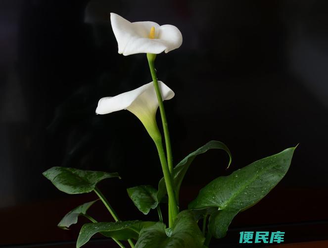 马蹄莲摆放的禁忌（马蹄莲摆放中需要注意的事项和禁忌）