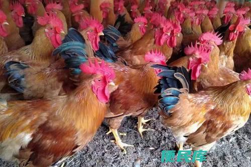 土鸡养殖的利润（土鸡养殖的经济效益和盈利分析）