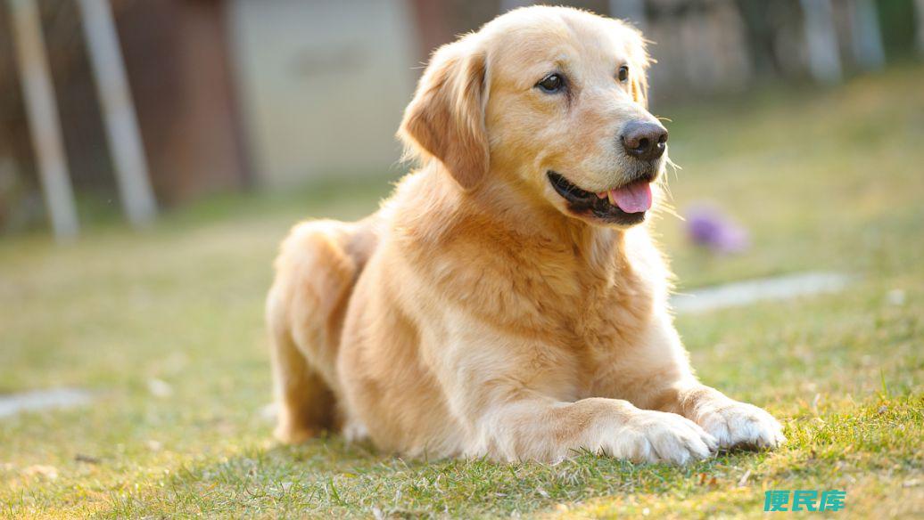 纯种金毛犬价格参考（纯种金毛犬的市场价位）