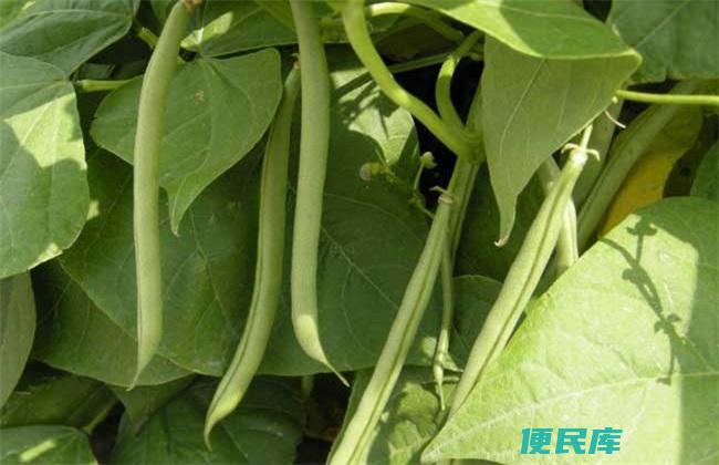 四季豆种植时间与方法（育苗与栽培技巧）