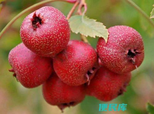 山楂全年都有吗（山楂果实一年四季都可以采摘吗）