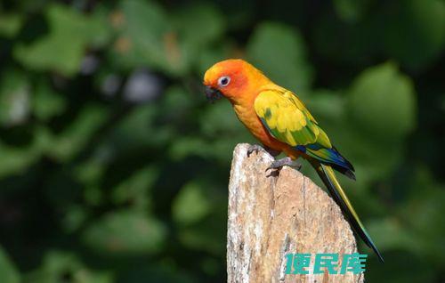 金太阳鹦鹉的市场价格（金太阳鹦鹉的市场售价）