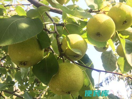 农村适合种植哪些果树（选定适合农村种植的果树品种）