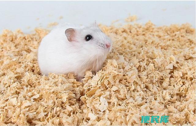 仓鼠木屑更换频率（仓鼠木屑需要多久更换一次）