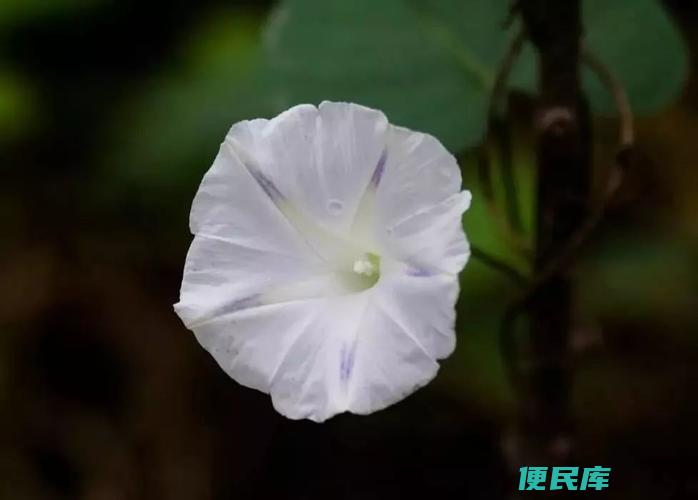 月光花颜色是什么（揭秘月光花的花色）