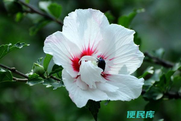 木槿花的象征寓意（解析木槿花在象征意义上的内涵）