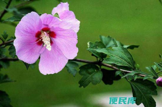 木槿寓意<font color='#ff7200'>好坏</font>（探索木槿花的吉凶寓意）