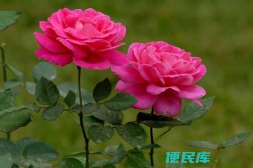 月季花什么时候开放几点（指导月季花的开放时间和最佳观赏时段）